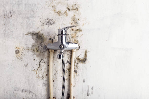 Best DIY Mold Remediation Support Services in Verandah, FL