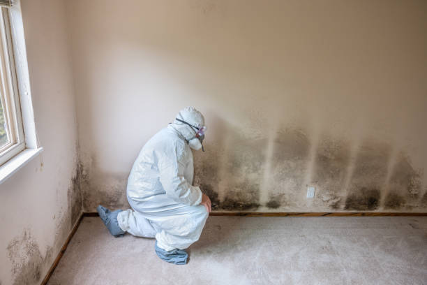 Best Black Mold Remediation in Verandah, FL